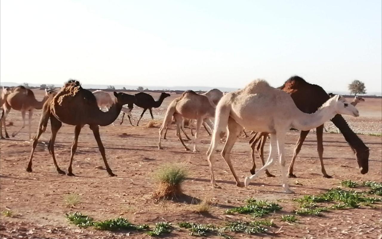 Kasbah Les Alizes Du Desert M'Hamid Exterior foto